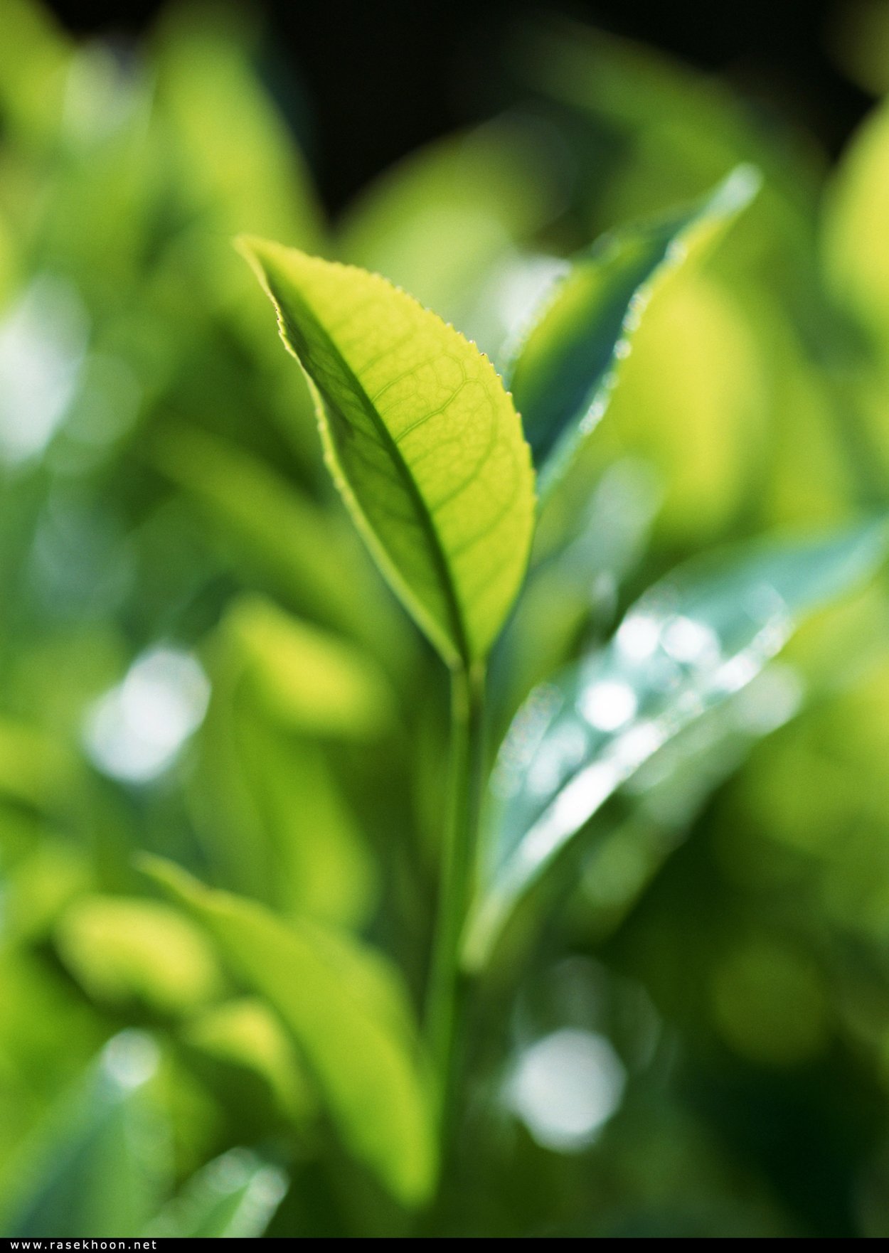 Зеленый чай листья