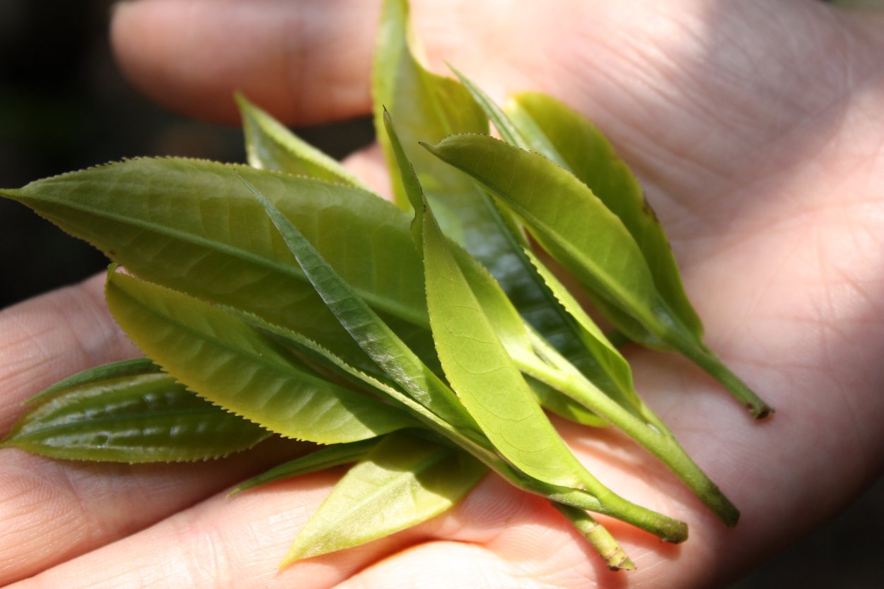 Camellia sinensis Leaf extract