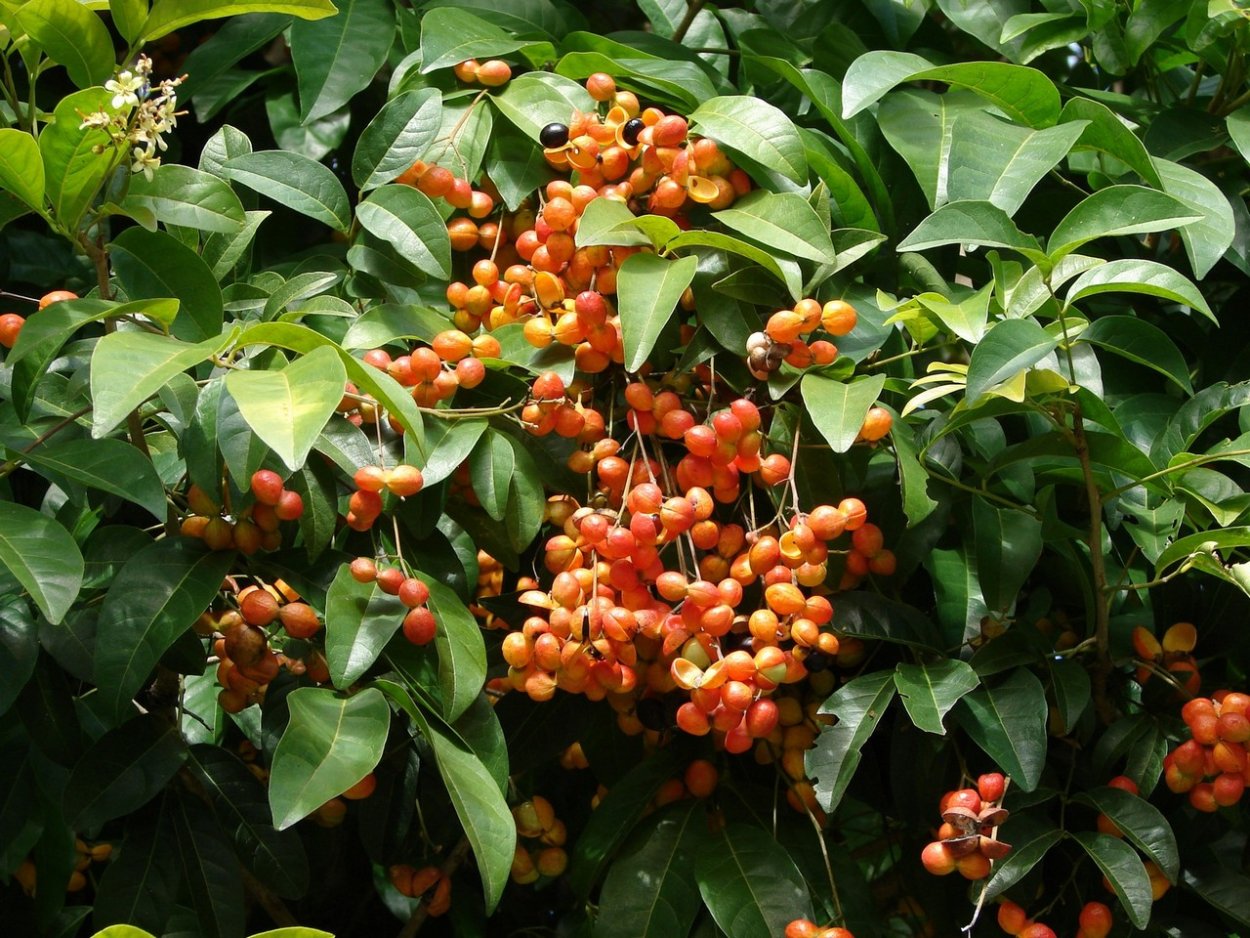 Растение похожее на рябину