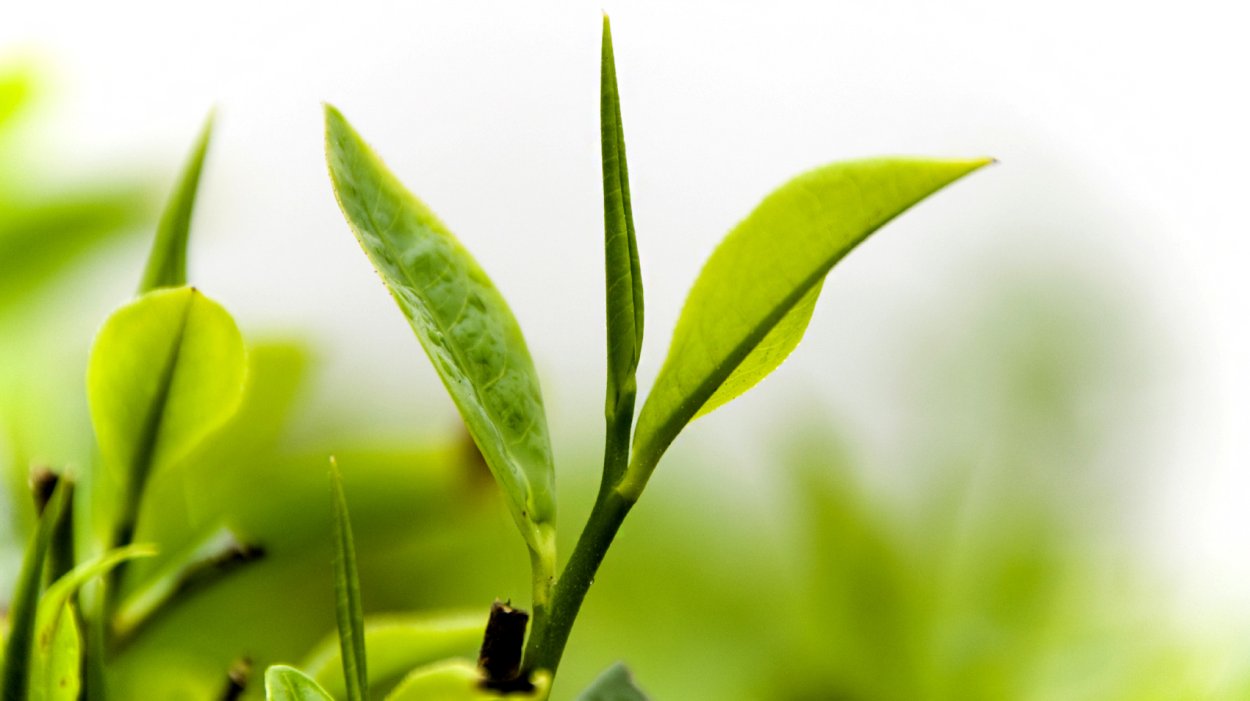 Зеленые чайные листья