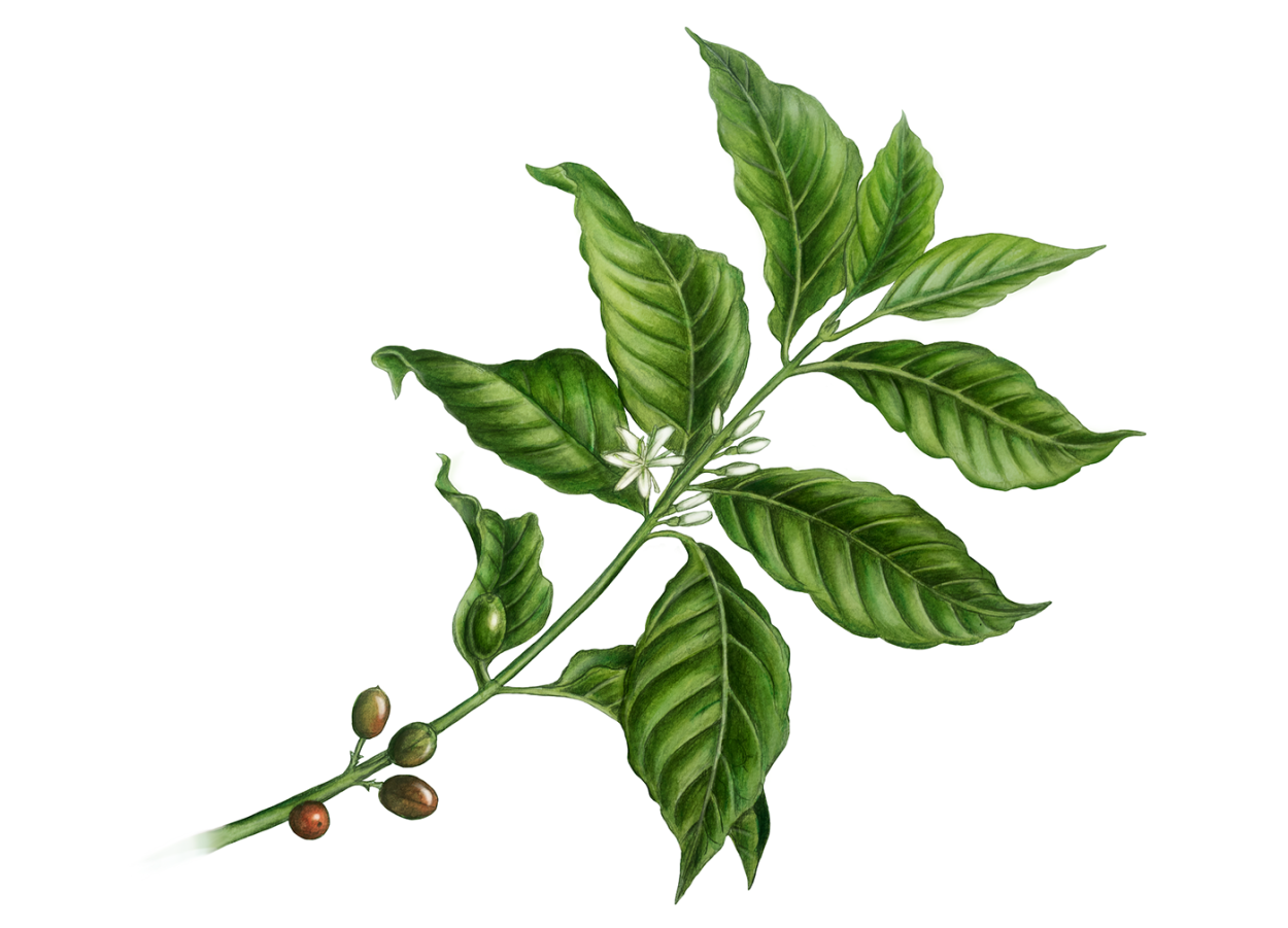 Листья кофе