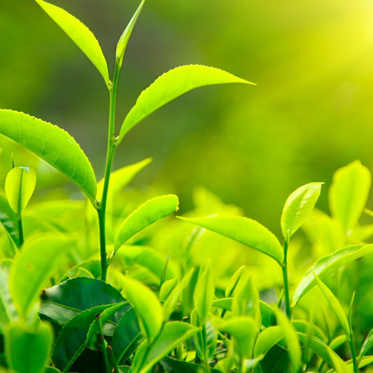 Чайные листья Лиана