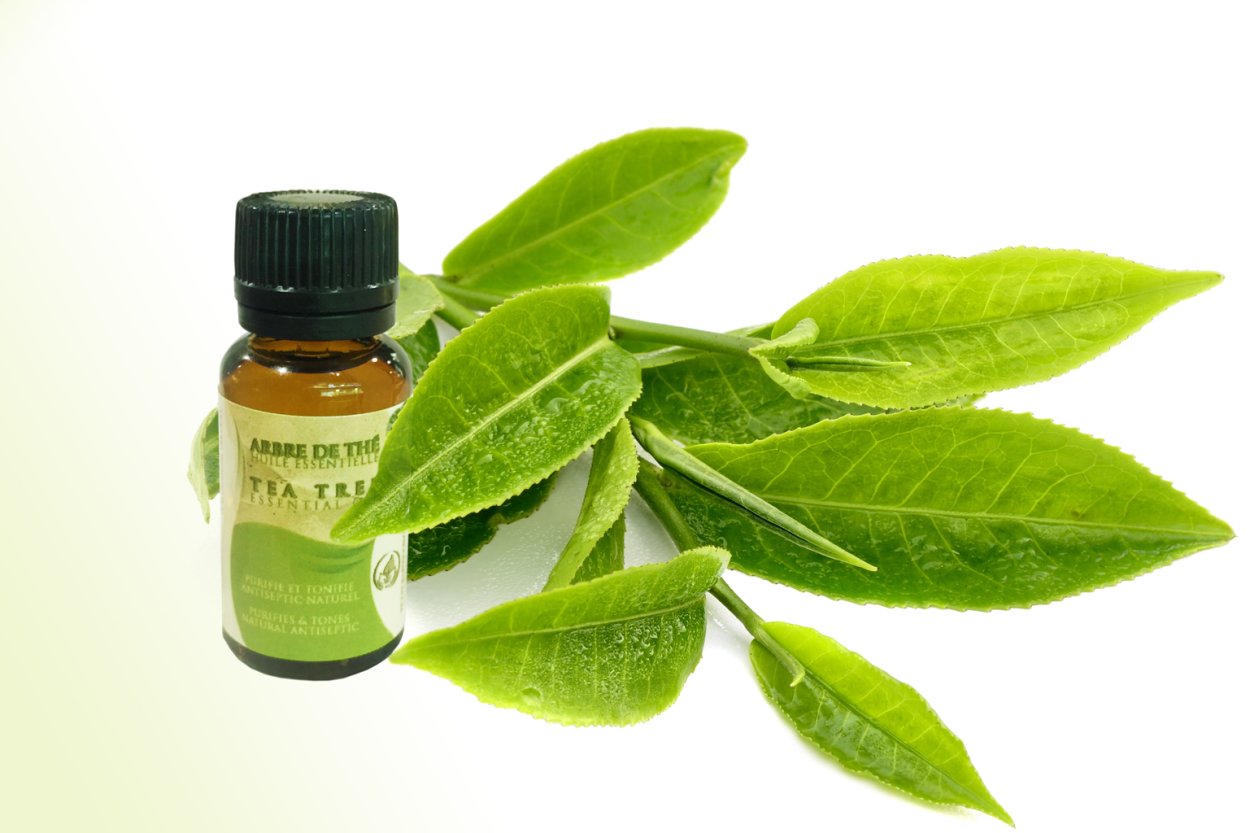 Tea Tree с чайным деревом