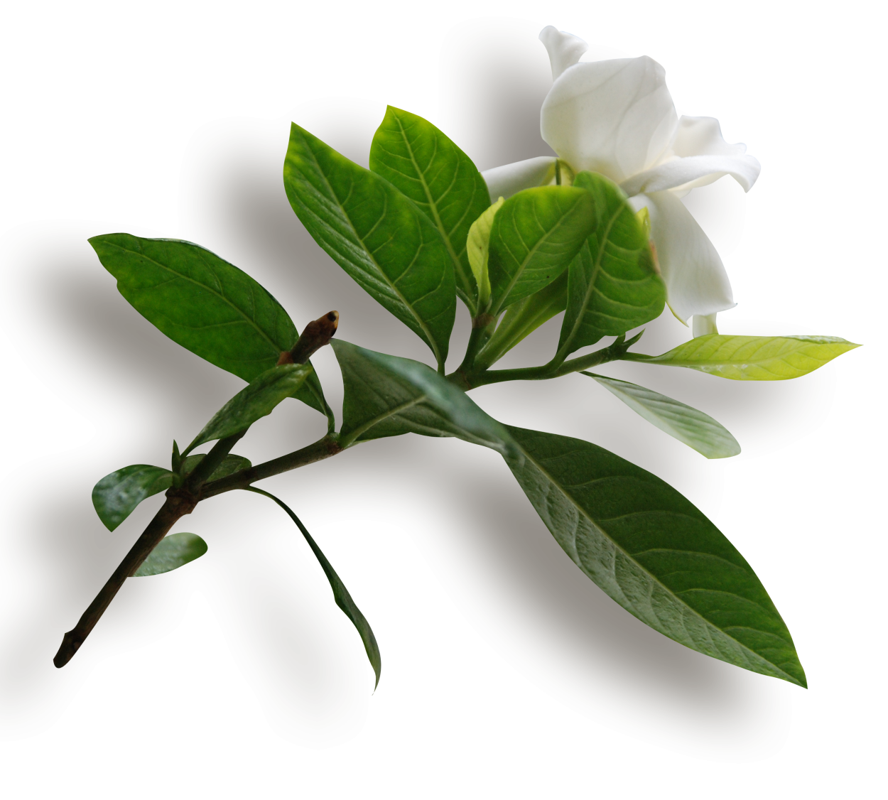 Листья чайного дерева Camellia sinensis