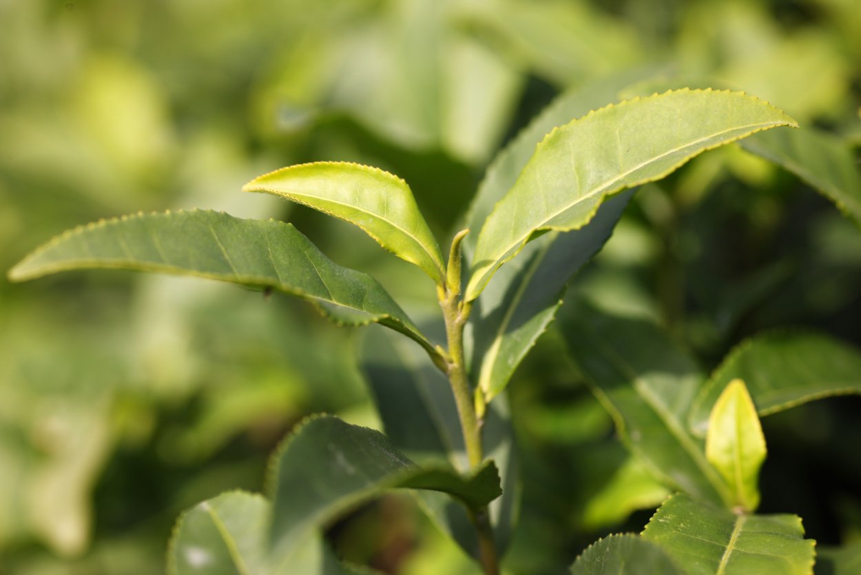Чай Camellia sinensis Leaf