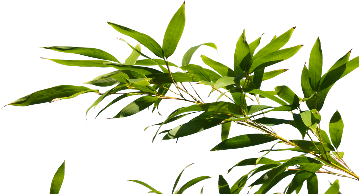 Листья бамбука