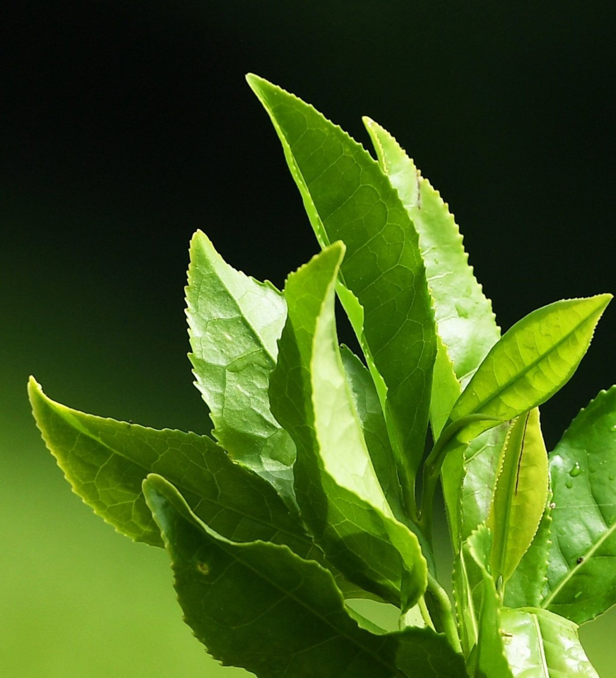 Листья чая фото