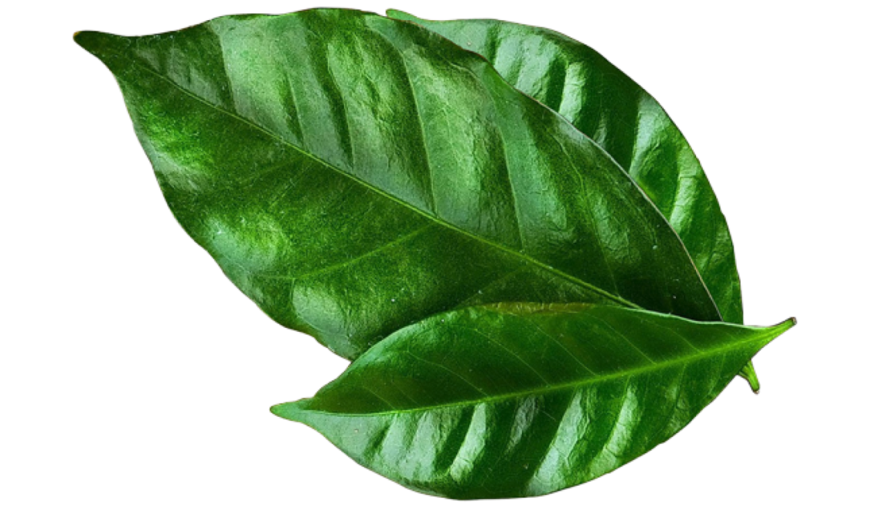 Кофейные листья
