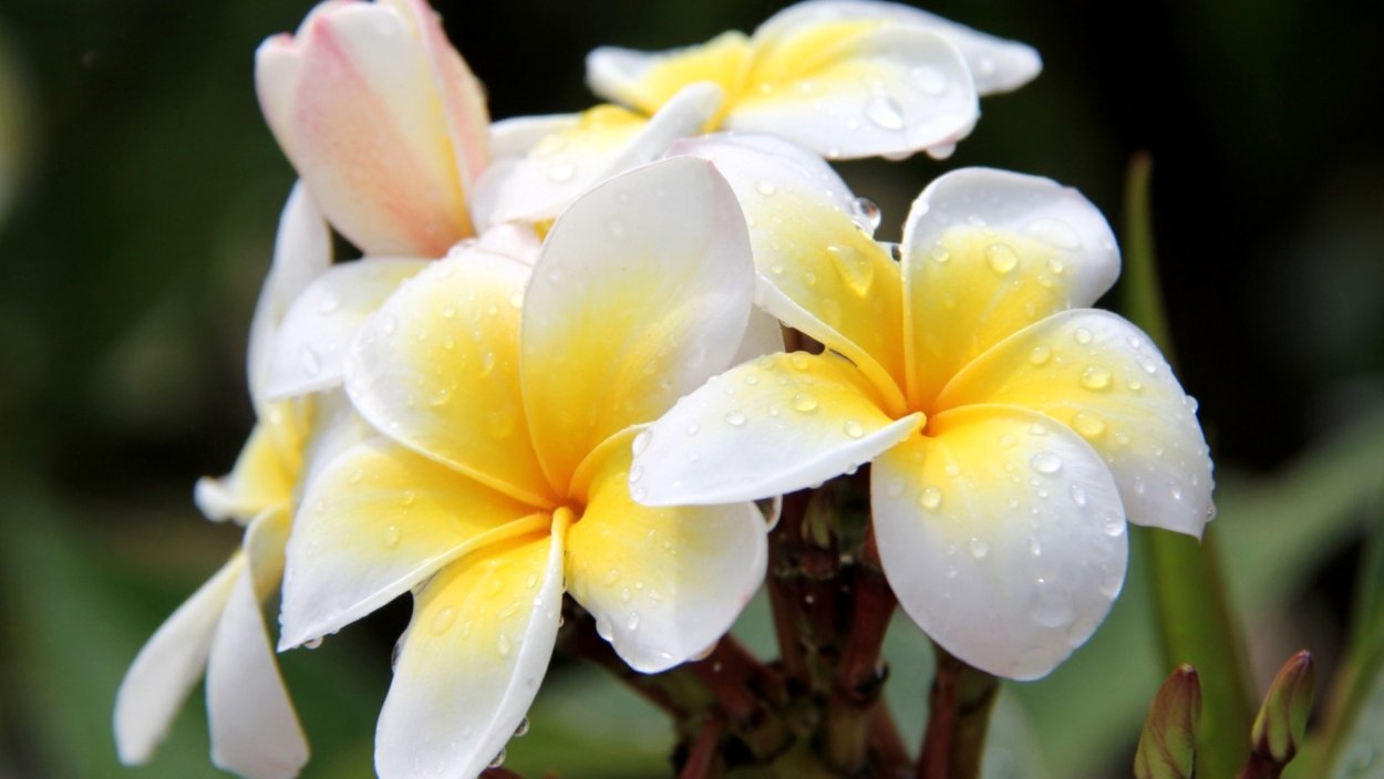 Плюмерия Тропическая дерево