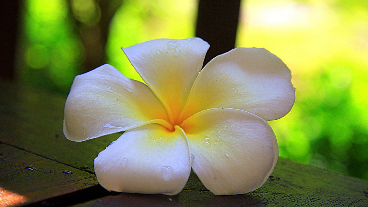 Необычные цветы Тайланда