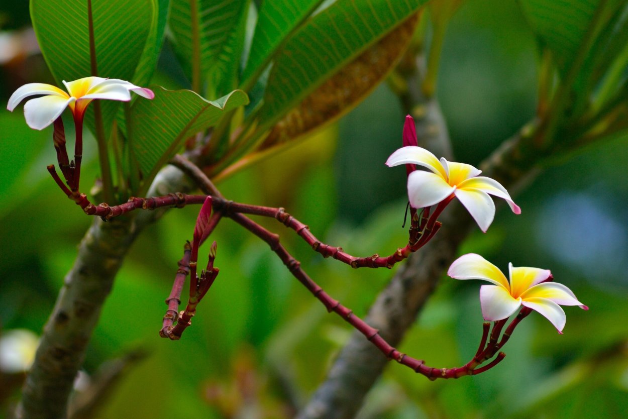 Цветы Плюмерия Франжипани