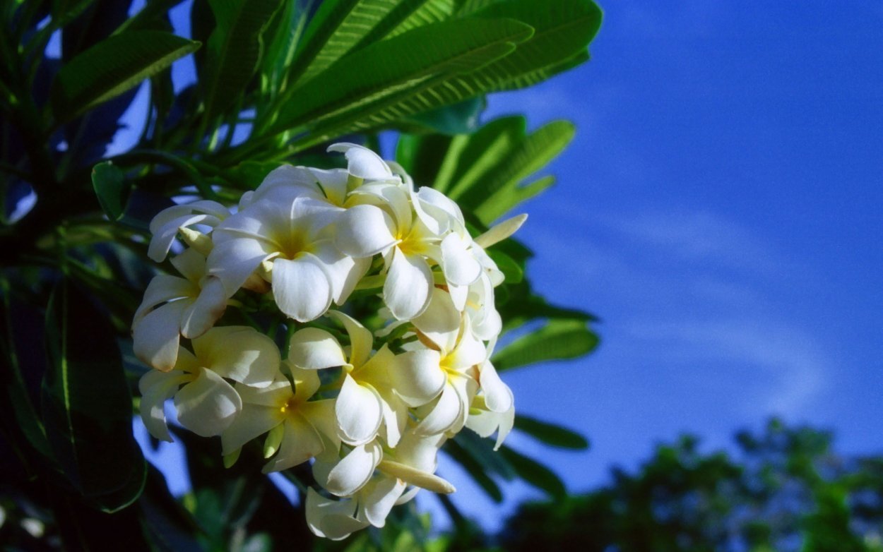 Цветы Плюмерия Франжипани