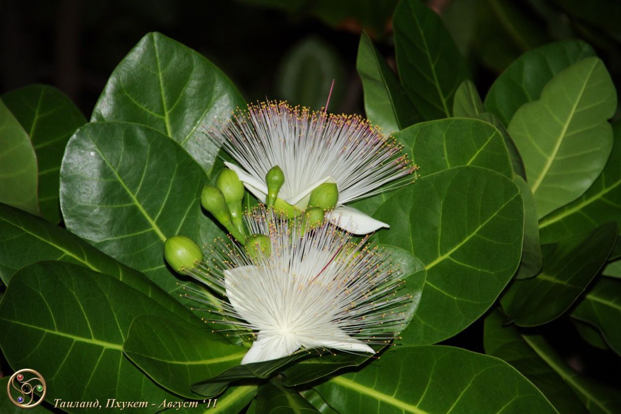 Плюмерия "Ladavan"