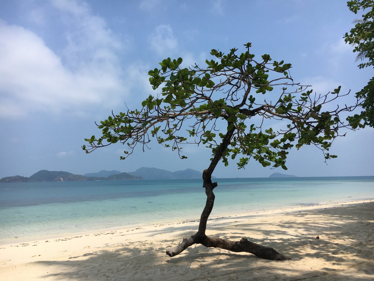 Плюмерия цветок фото