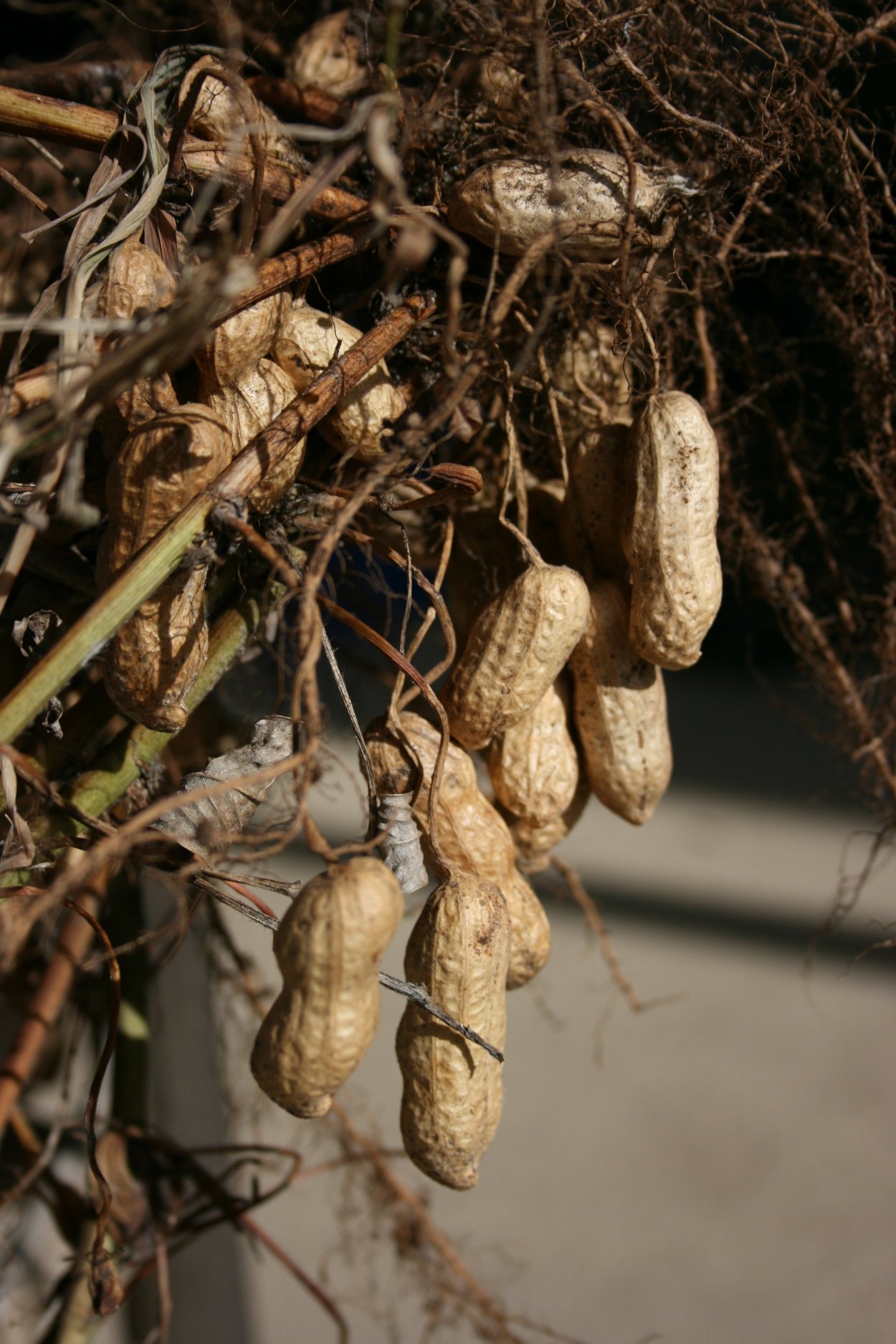 Земляной арахис