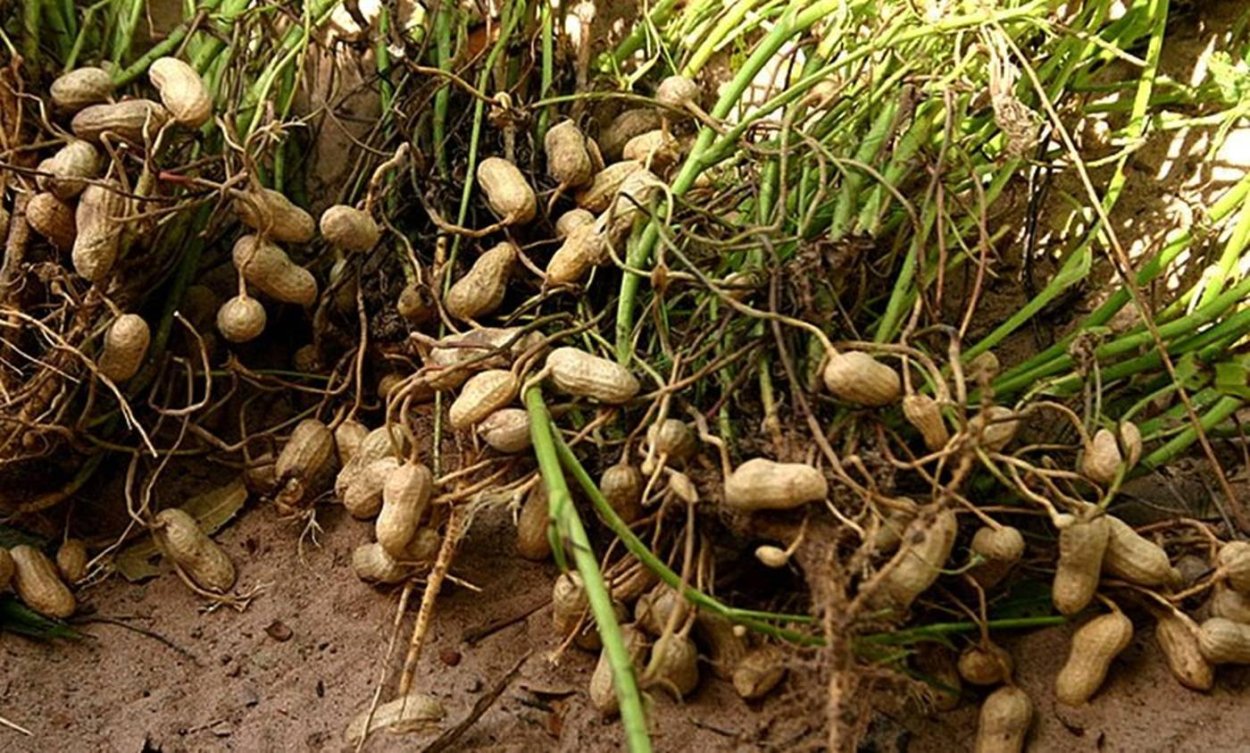 Арахис корень
