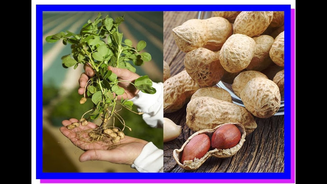 Сорт арахиса раннер