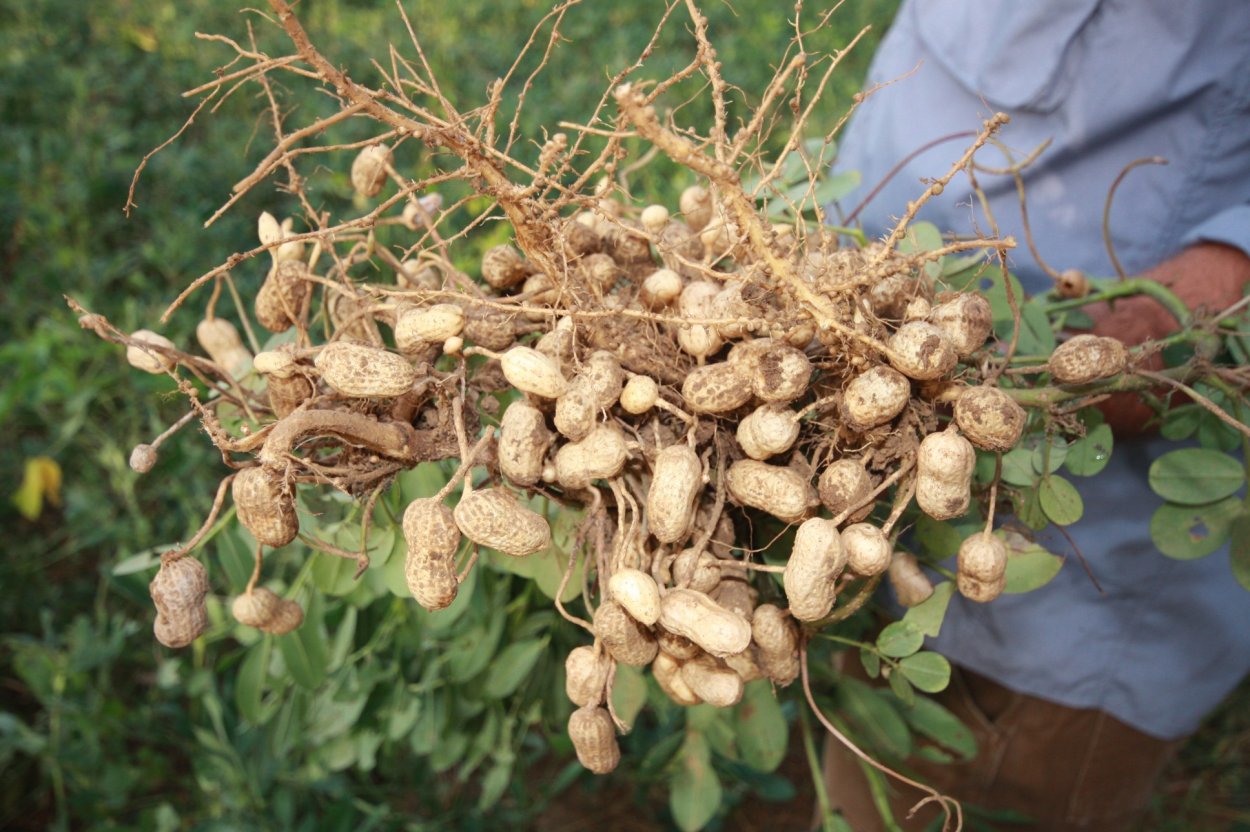 Земляной орех арахис