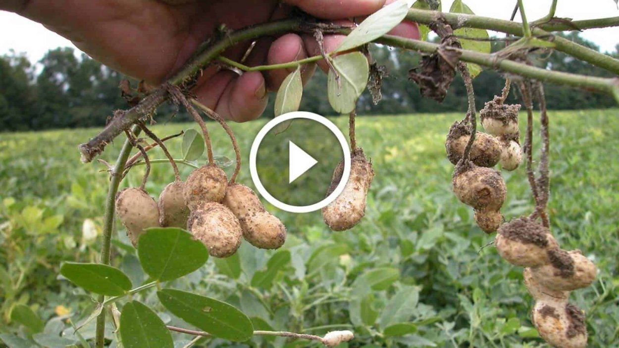 Арахис неочищенный