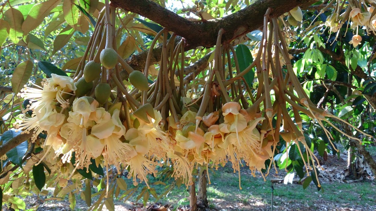 Дуриан дерево цветы