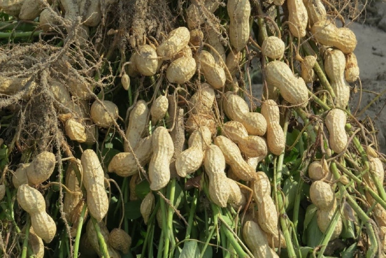 Арахис корнеплод