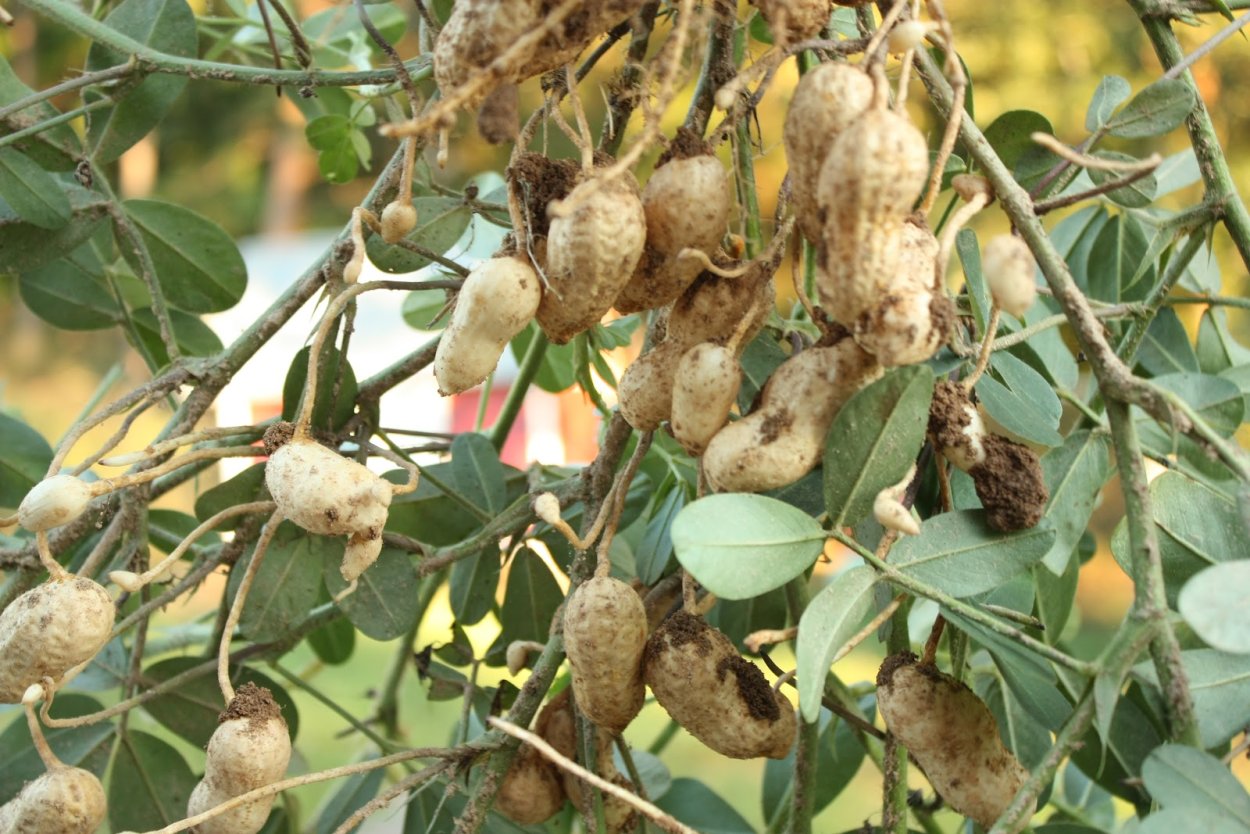 Арахис дерево