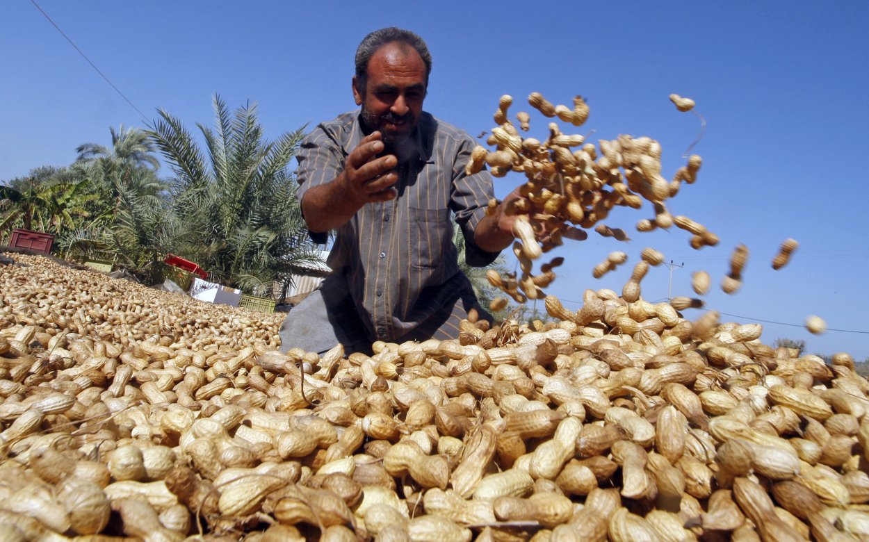 Сорт арахиса Валенсия