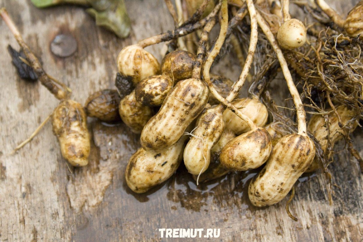 Тамаринд плоды