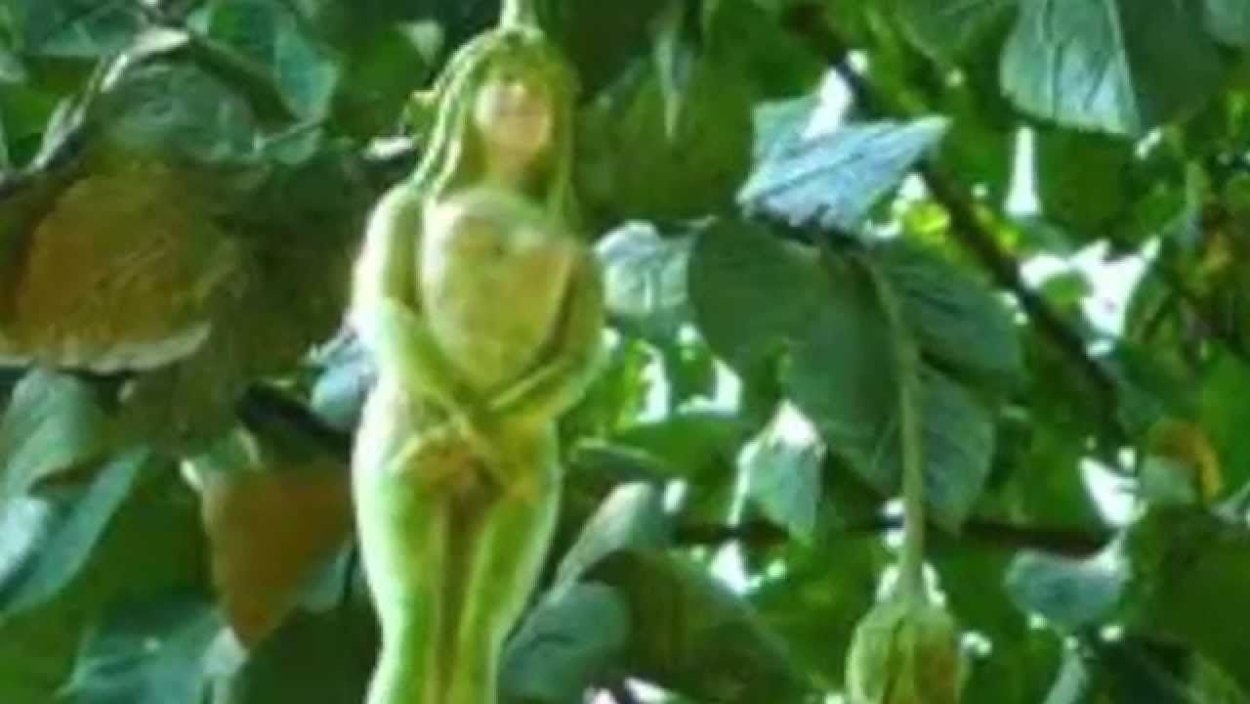 Дерево Narilatha