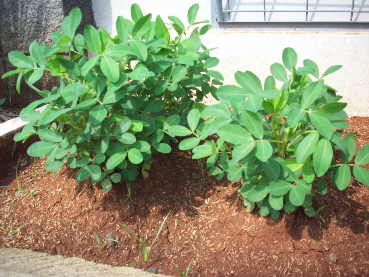 Земляной орех арахис растение