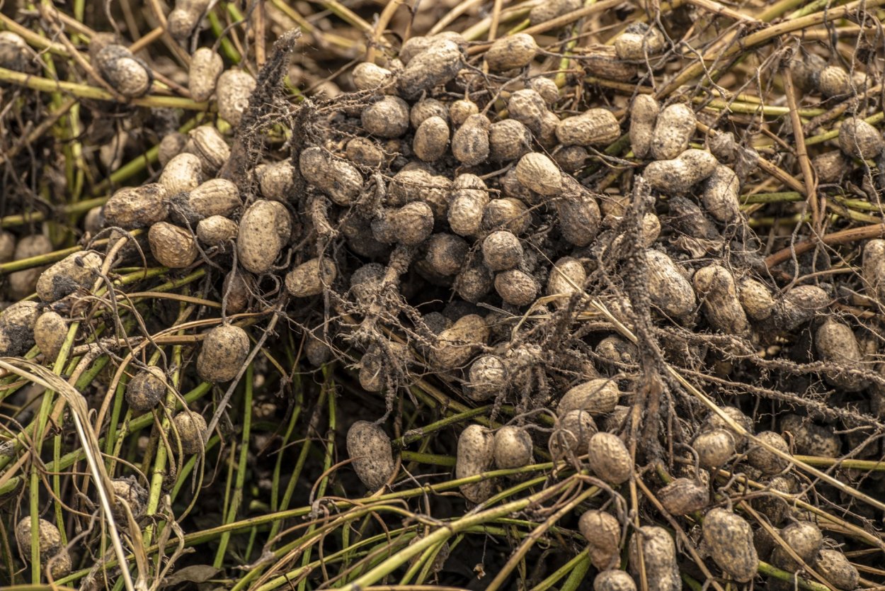 Арахис строение растения