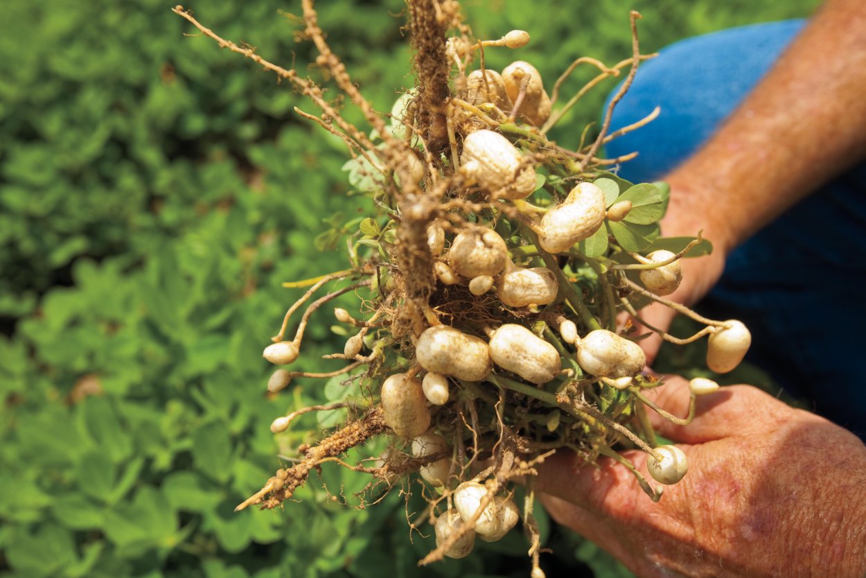 Поля арахиса