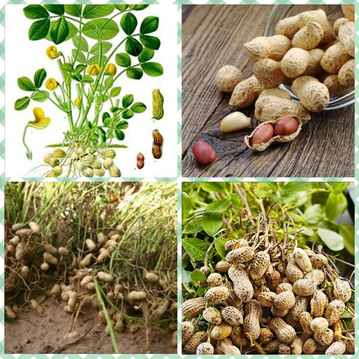 Арахис Peanuts