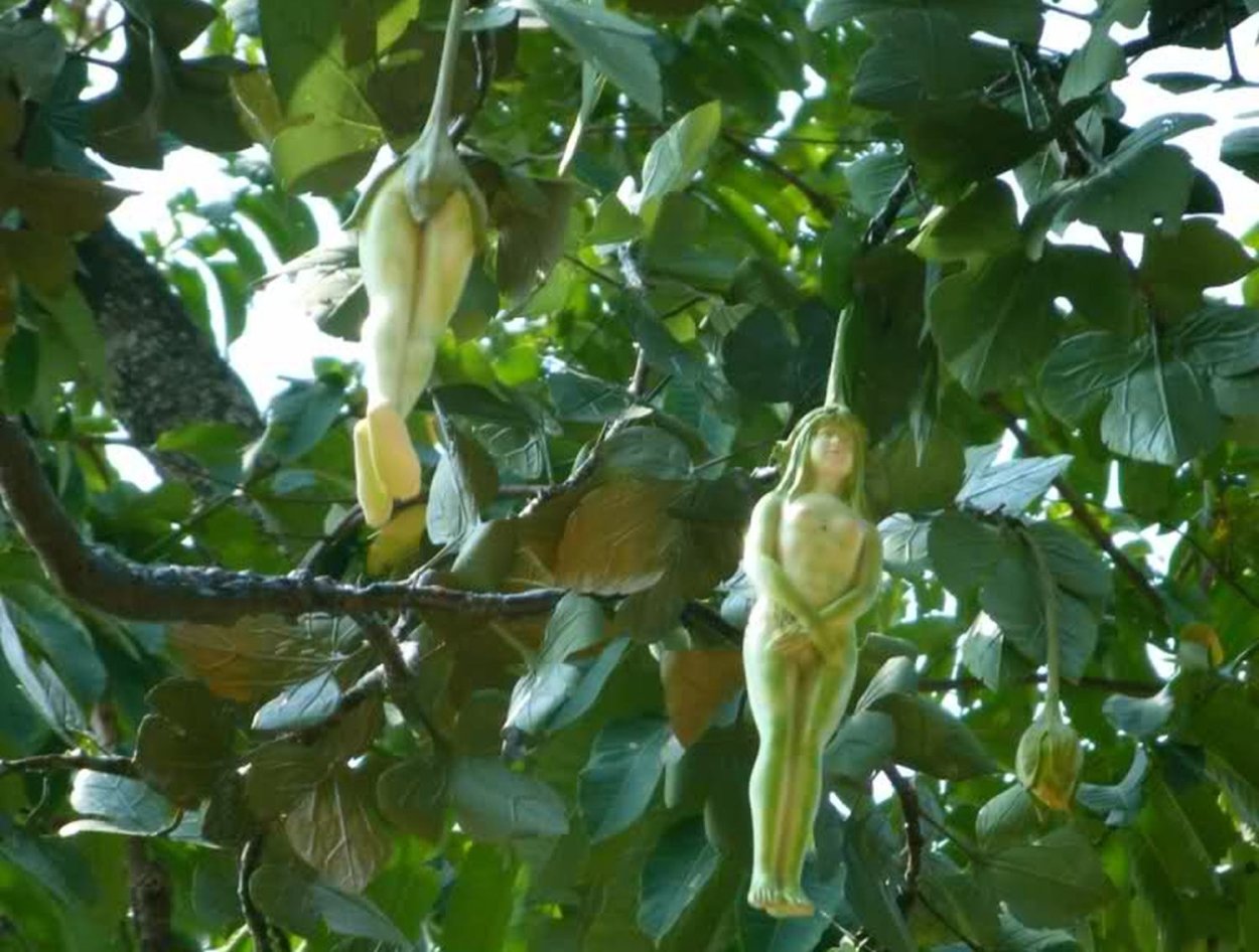 Цветок Narilatha