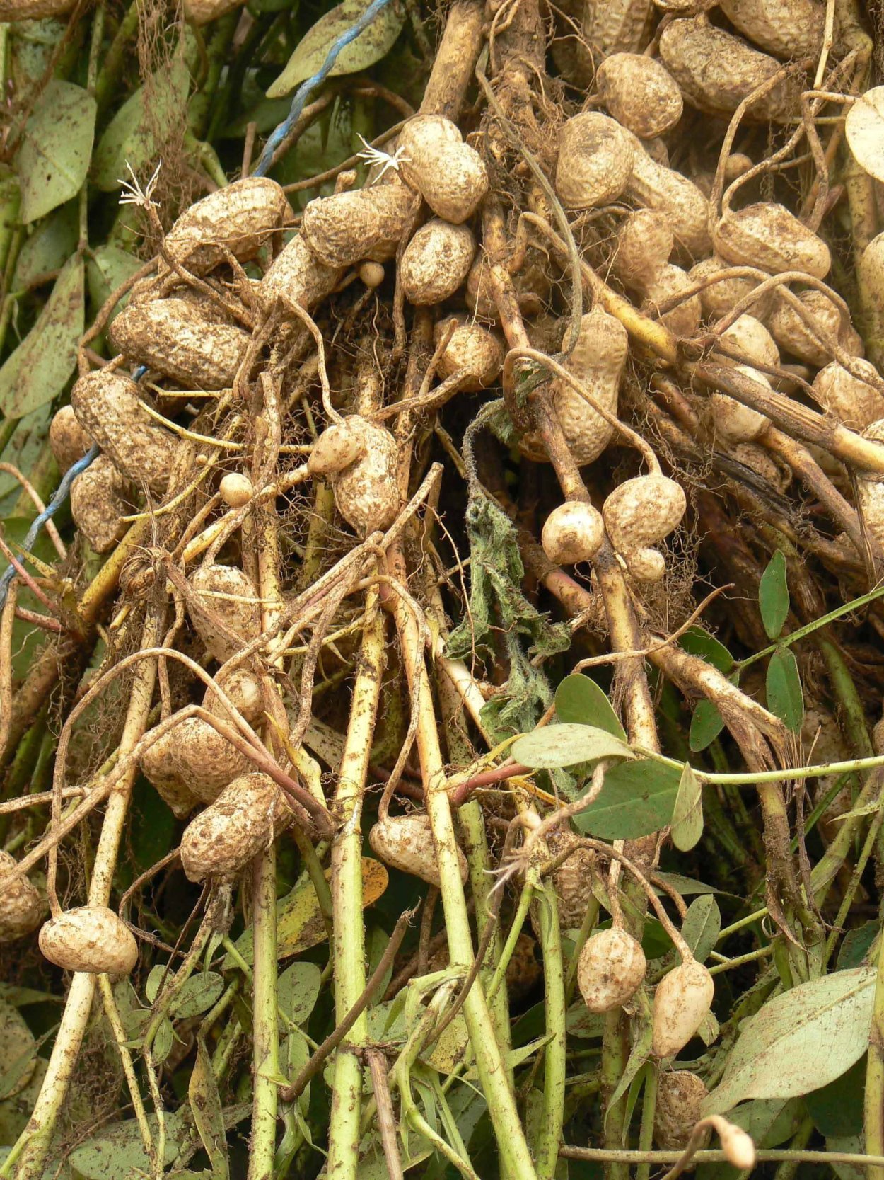 Арахис клубнеплод