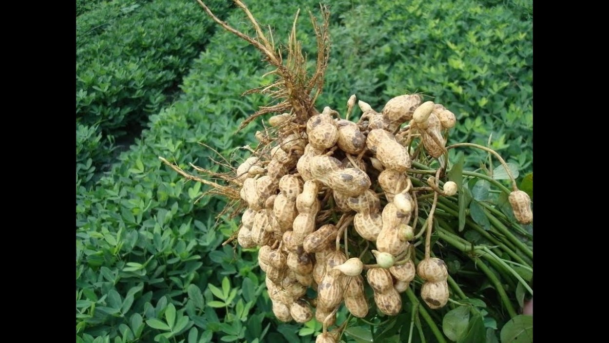 Арахис это бобовые