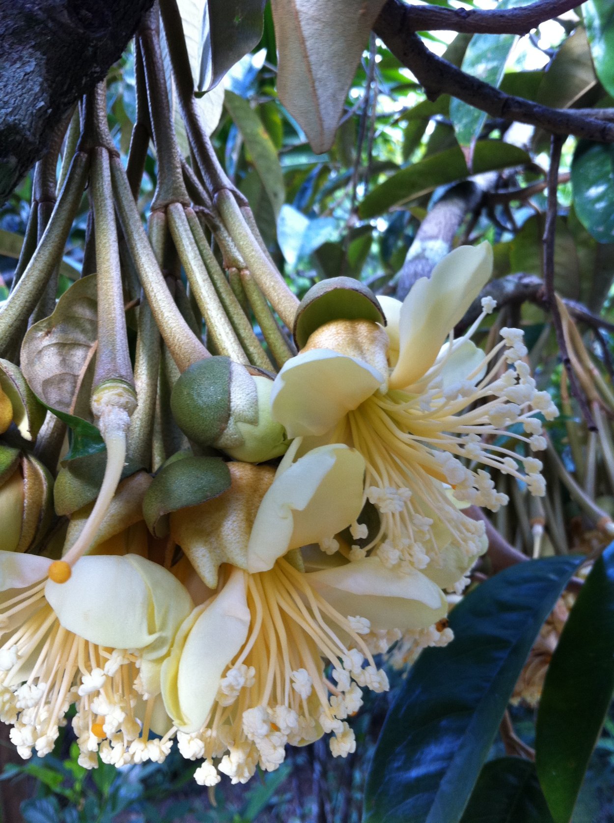 Банановая Пальма