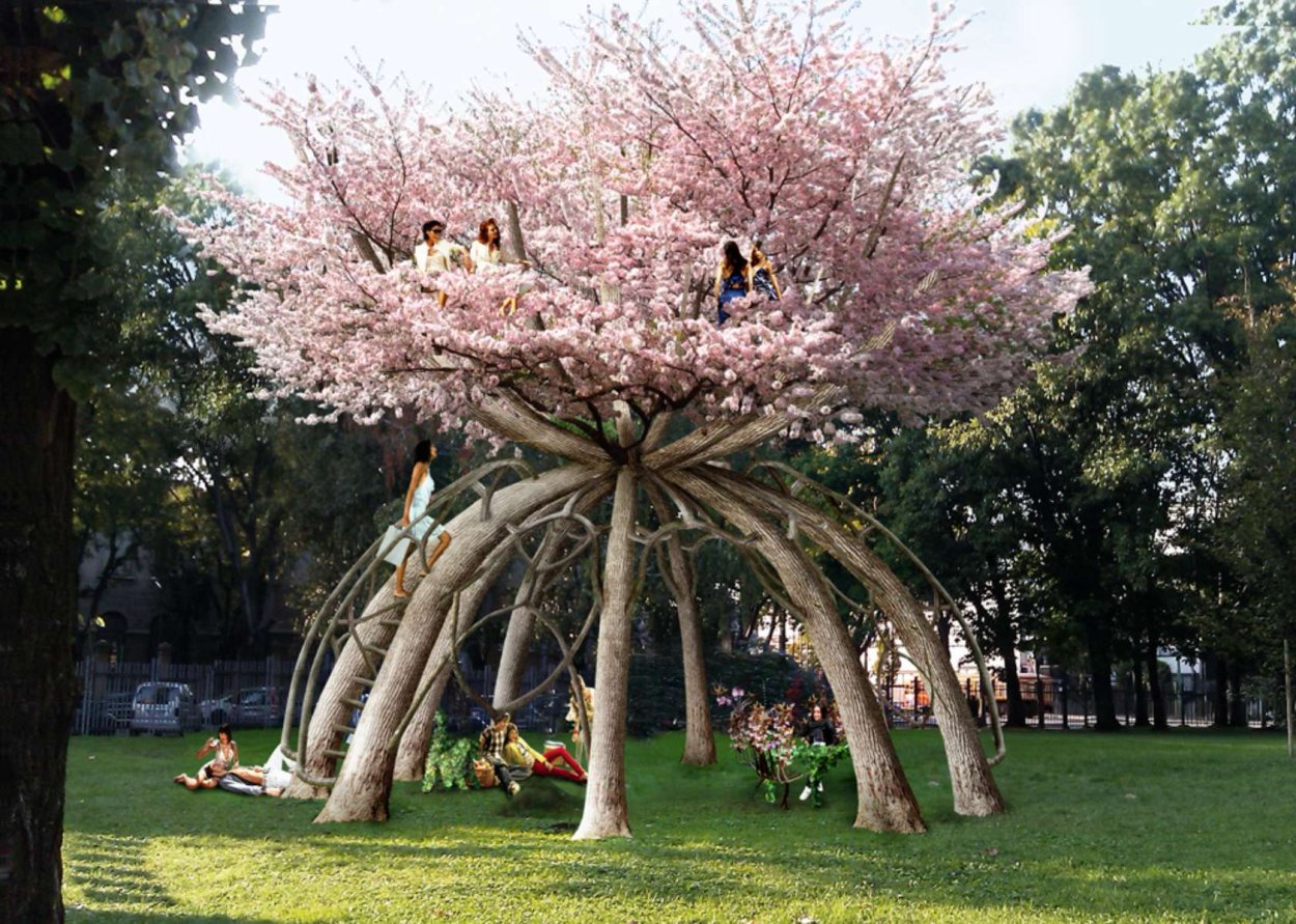 Macadamia ternifolia