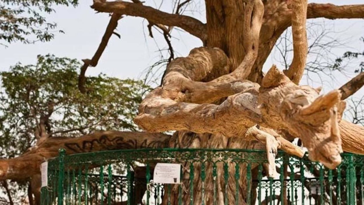 Древо жизни Бахрейн