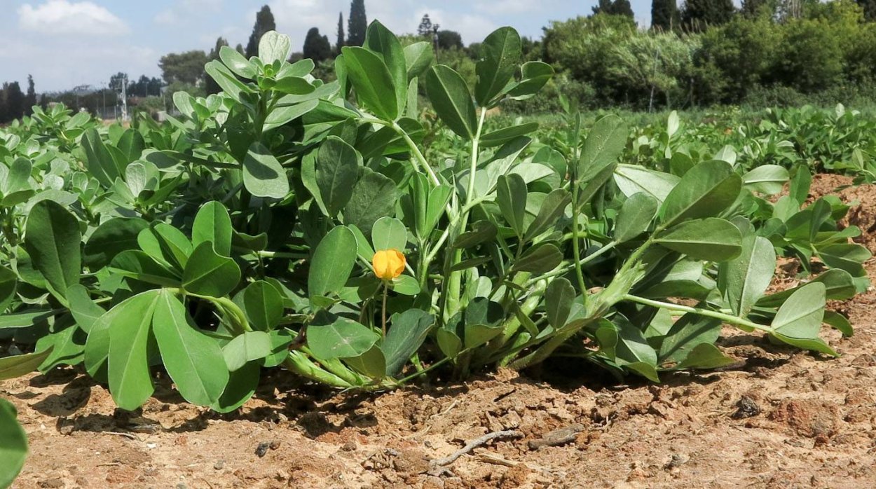 Арахис культурный(Земляной орех) Престиж ц