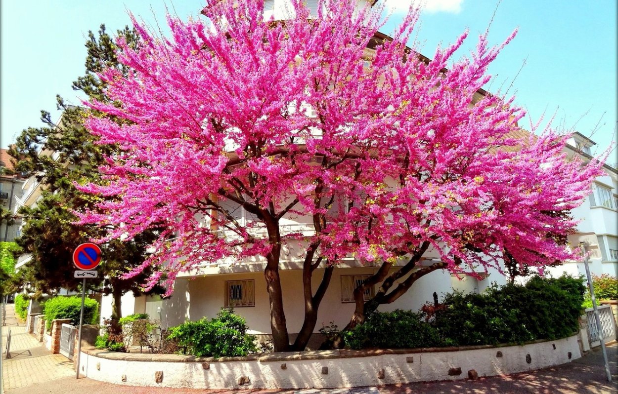 Фикус Баньян