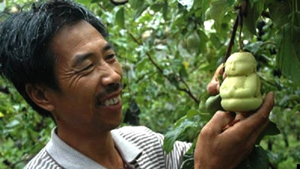 Китайская груша Будда