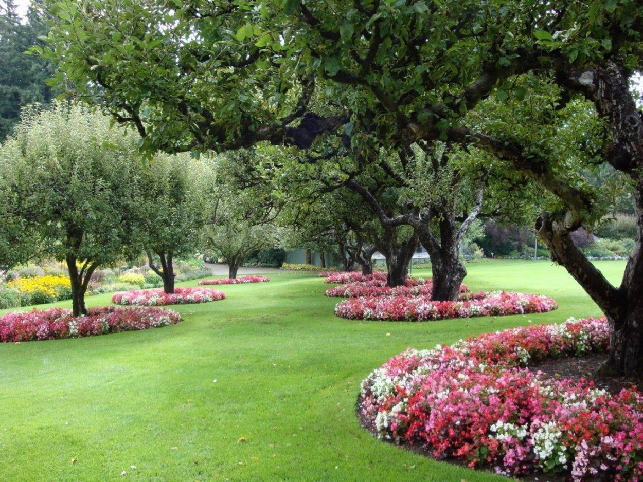 Вишневые деревья сад Бутчарт