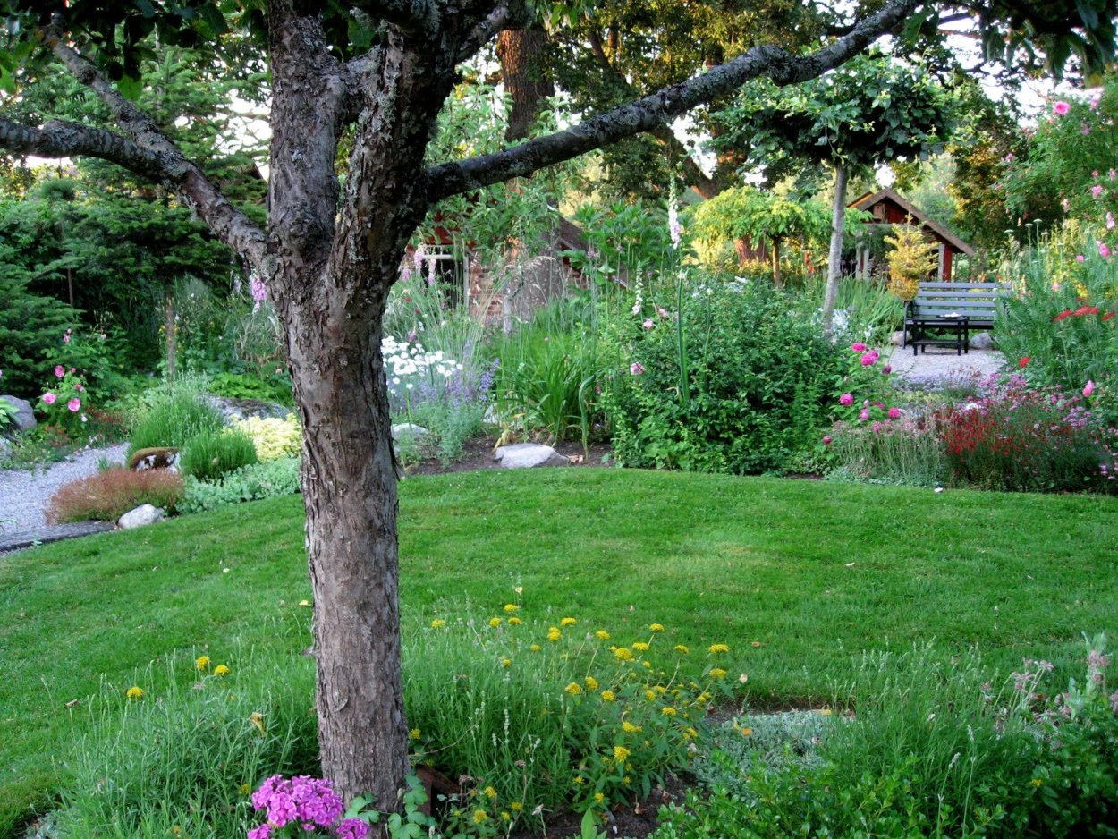 Газон вокруг деревьев в саду