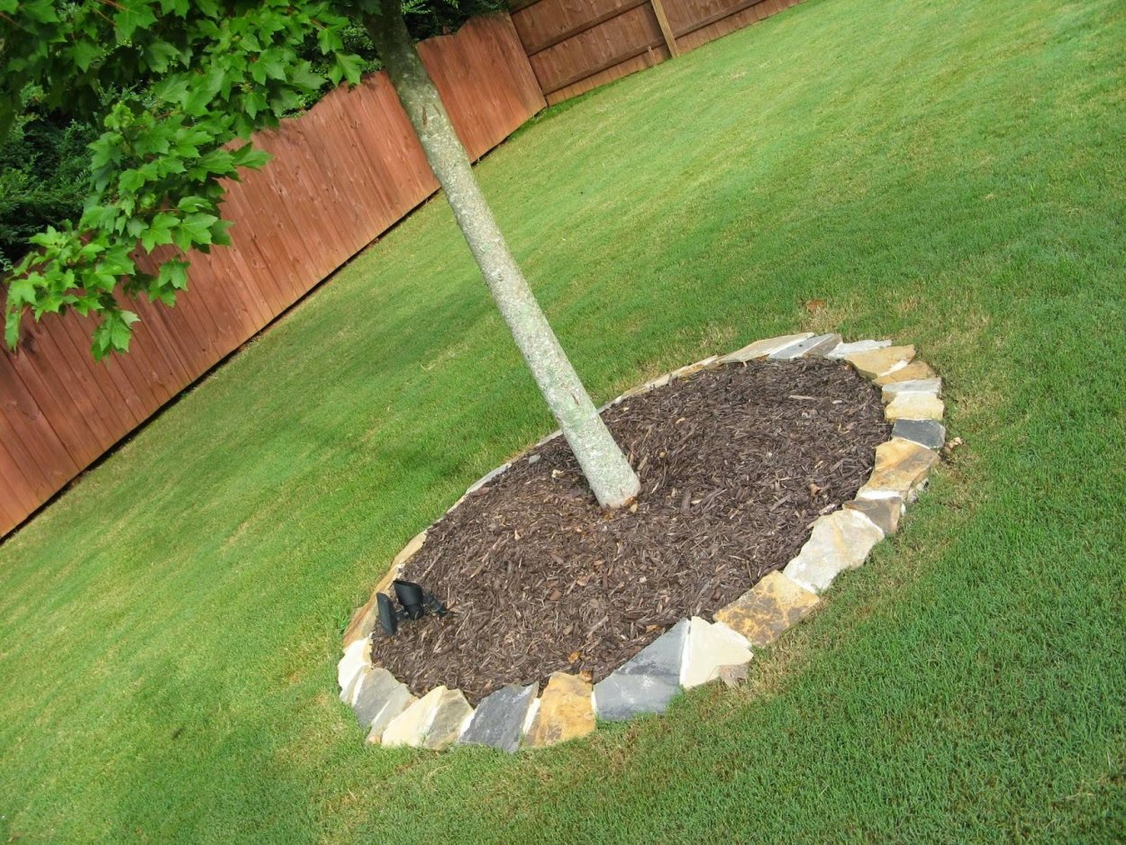 Приствольный круг яблони