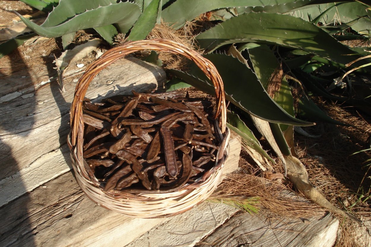 Цератония рожковое дерево