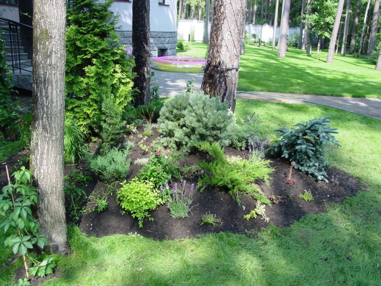 Клумба под сосной