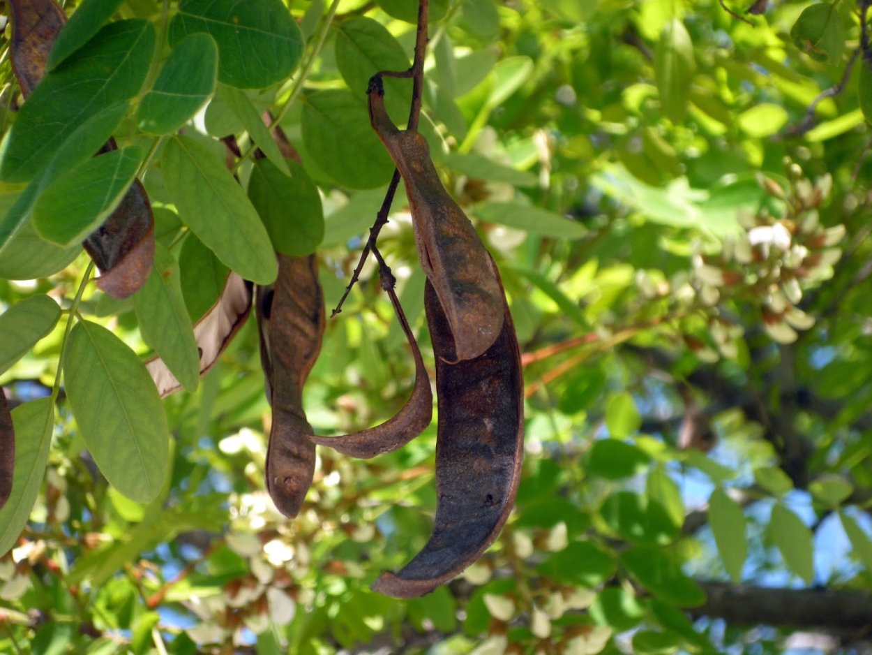 Плод баобаба раскрасить