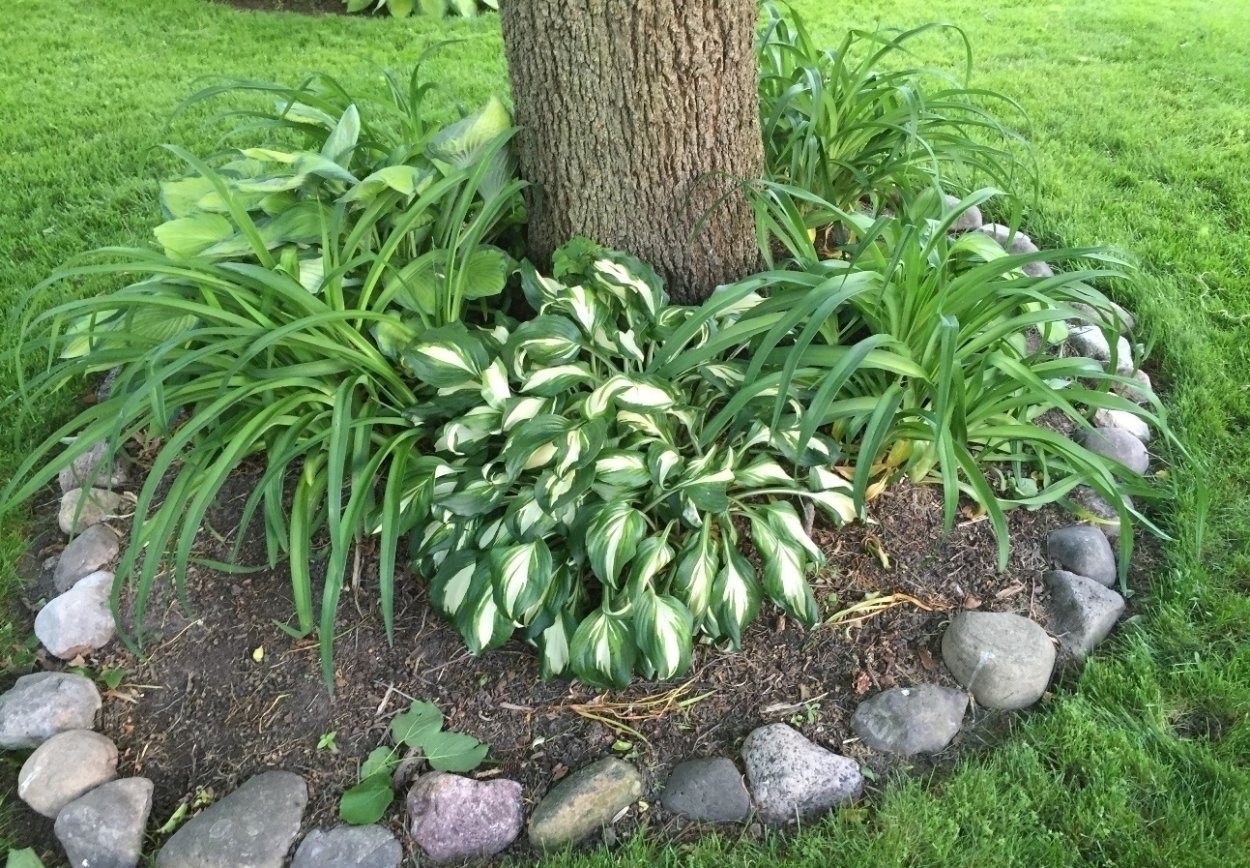 Хоста в приствольном круге яблони
