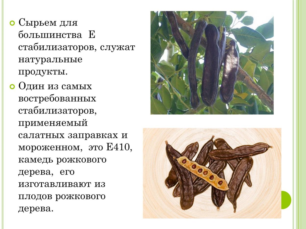 Рожковое дерево на белом фоне